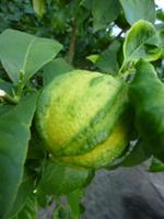 Zitronengarten bei Montecatini Terme