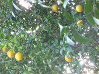 Zitronengarten bei Montecatini Terme