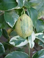 Zitronengarten bei Montecatini Terme