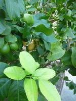 Zitronengarten bei Montecatini Terme