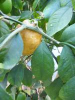 Zitronengarten bei Montecatini Terme