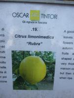 Zitronengarten bei Montecatini Terme