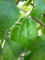 Zitronengarten bei Montecatini Terme