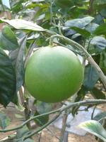 Zitronengarten bei Montecatini Terme