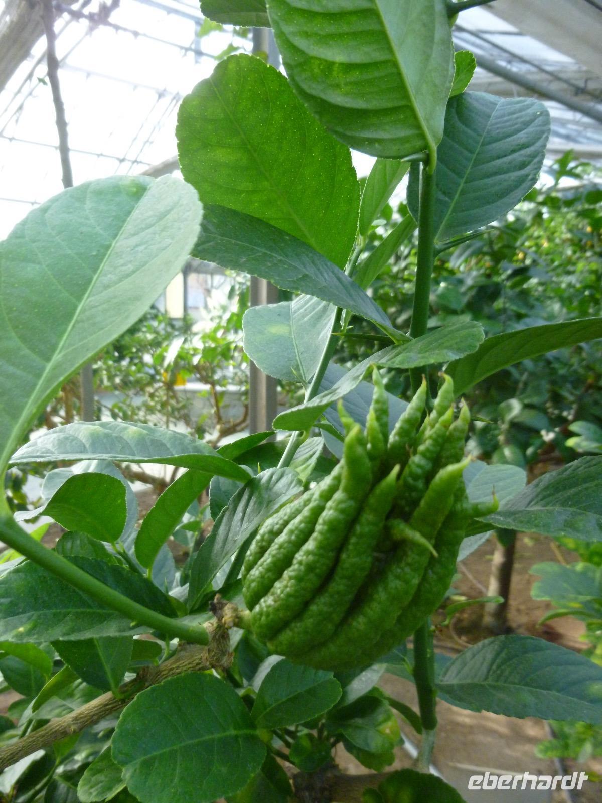 Zitronengarten bei Montecatini Terme