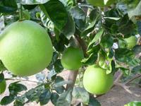 Zitronengarten bei Montecatini Terme