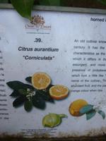 Zitronengarten bei Montecatini Terme