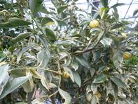 Zitronengarten bei Montecatini Terme