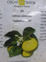 Zitronengarten bei Montecatini Terme