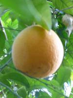 Zitronengarten bei Montecatini Terme