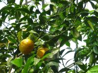 Zitronengarten bei Montecatini Terme