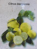 Zitronengarten bei Montecatini Terme