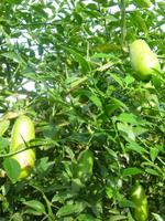 Zitronengarten bei Montecatini Terme