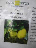 Zitronengarten bei Montecatini Terme