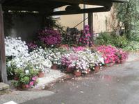 im Zitronengarten bei Oskar Tintori Sede