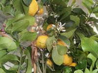 im Zitronengarten bei Oskar Tintori Sede