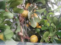 im Zitronengarten bei Oskar Tintori Sede