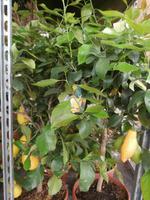 im Zitronengarten bei Oskar Tintori Sede