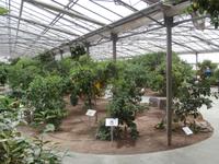 im Zitronengarten bei Oskar Tintori Sede