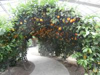 im Zitronengarten bei Oskar Tintori Sede