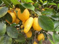 im Zitronengarten bei Oskar Tintori Sede