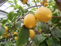 im Zitronengarten bei Oskar Tintori Sede