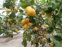 im Zitronengarten bei Oskar Tintori Sede