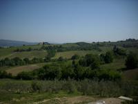 Olivenhain am Bauernhof