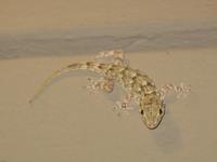 Unser Hotel-Geckp in Montecatini wartet auf Familie Baumann