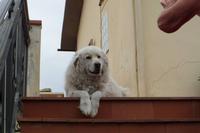 Haushund Bianca beim Weinbauer Montaioncino 