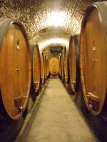 hier reift der rote Chianti-Wein