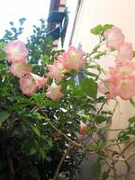 es blüht noch immer...