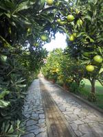 Orangenbäume auf Elba