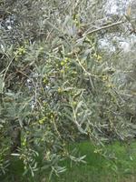 Olivenbäume, Erntezeit ist im November