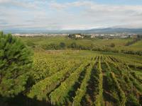 Weinanbau der Fam. Cartechini