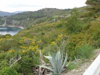  üppige Vegetation auf Elba