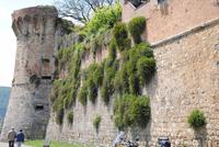 Bauern von San Gimingnano - mit Kapernbüschen