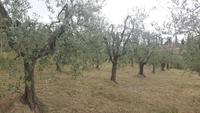 Agriturismo 