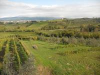 Blick über die Weinberge und Olivenhaine