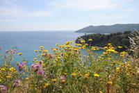 Blick auf die schöne Küstenlandschaft von Elba