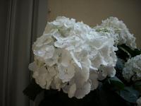 Hortensienblüte