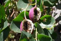 Kapernfrucht