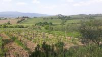 Weingut 