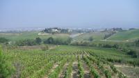 Weinregion Empoli 