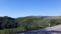 typische Landschaft der Toskana...