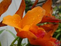  Orchideenwelt 