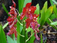  Orchideenwelt 
