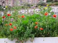 überall  die schönen Blumen