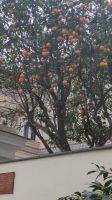 überall Orangen an den Bäumen