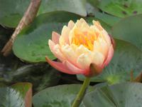 ...in vielen Farben
